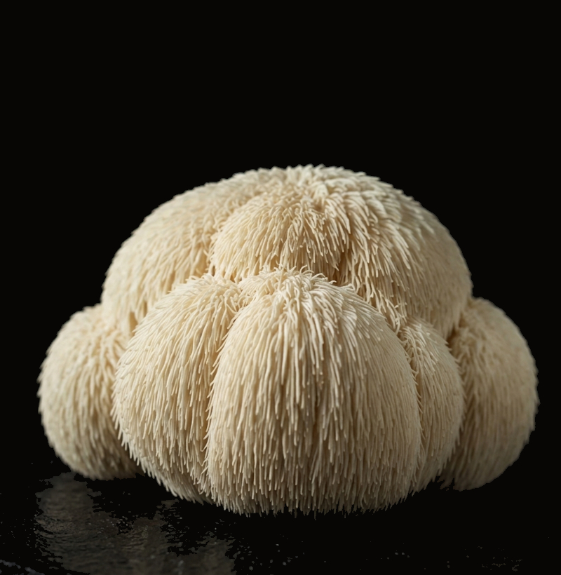Lion's Mane mushroom